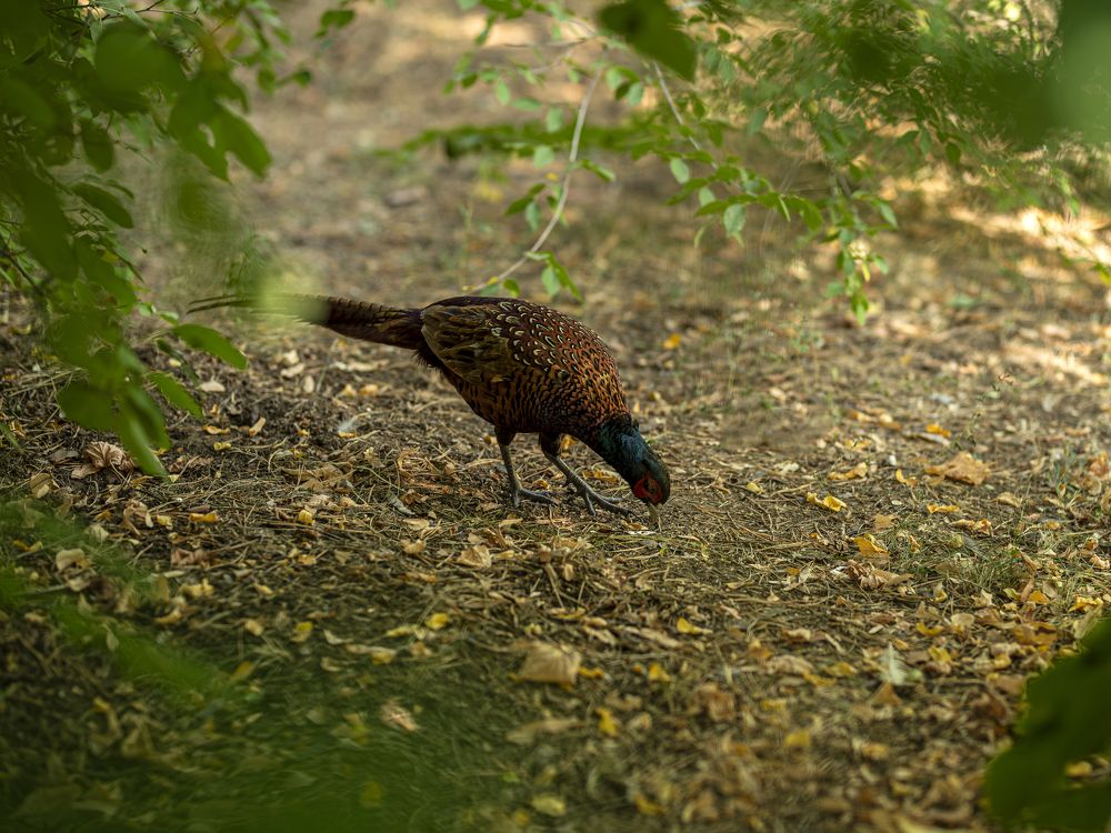Фотография автора Дмитрий Кетов