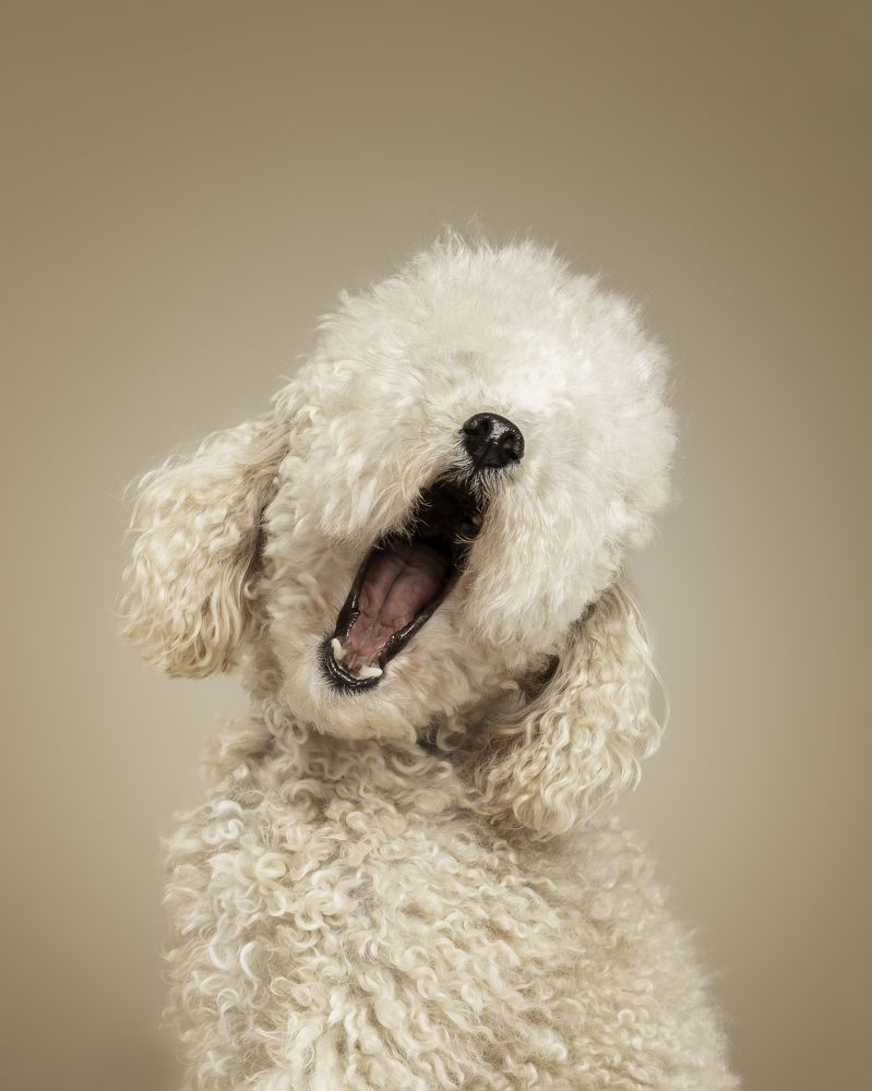 La furia del caniche