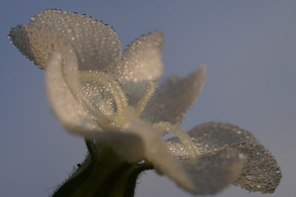 Photograph by Алфия Бугакова