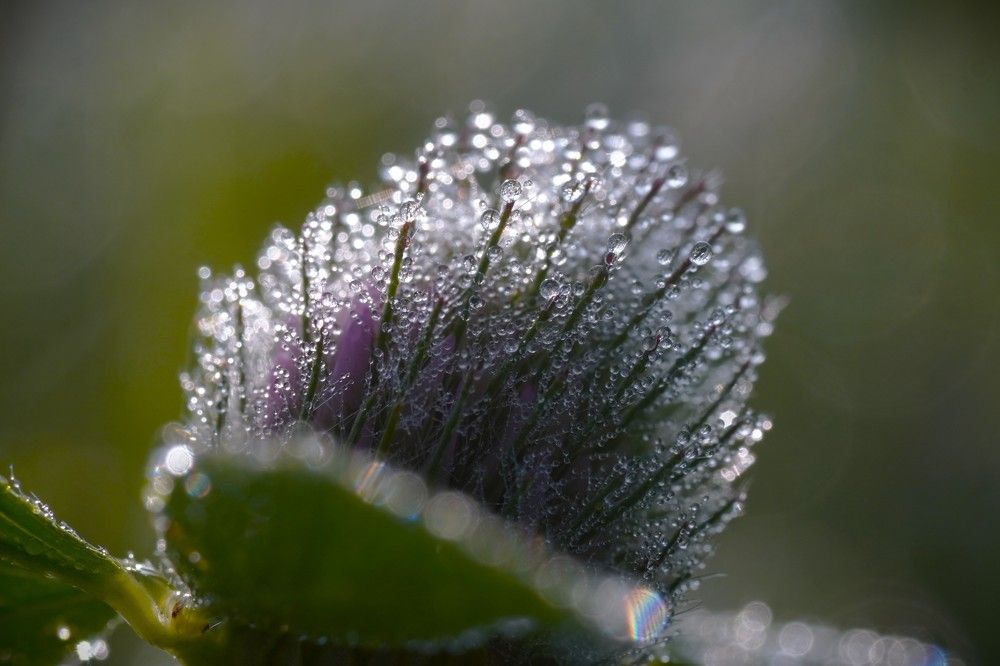 Photograph by Алфия Бугакова