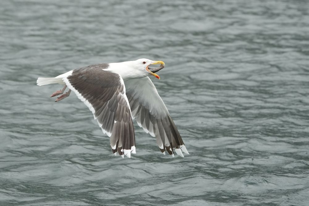 Фотография автора Jian Ma