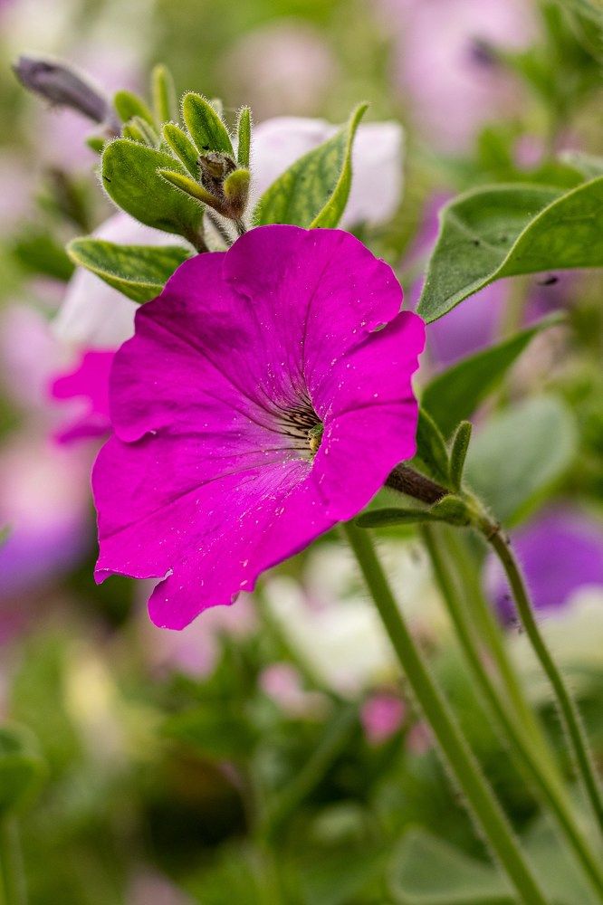 Photograph by Ирина Зиннурова