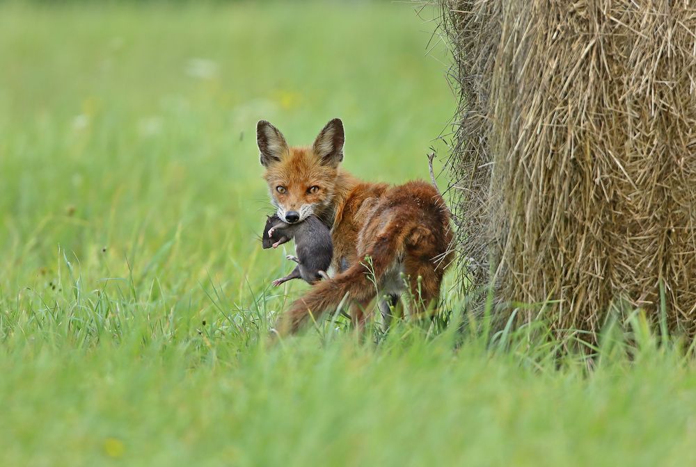 Photograph by Гусар Александр