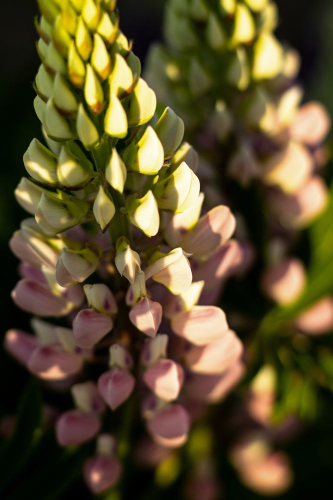 Photograph by Юлия Гольцман