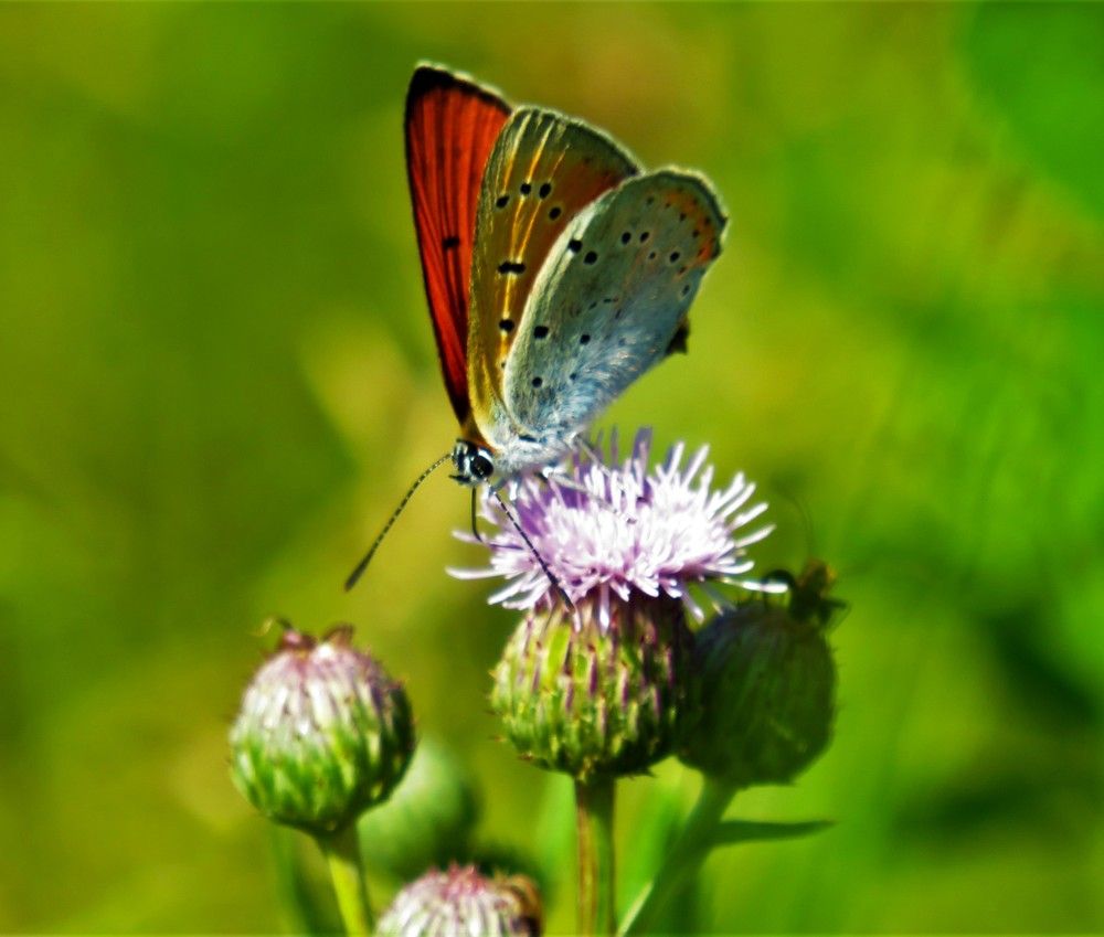 Photograph by Людмила Кононова