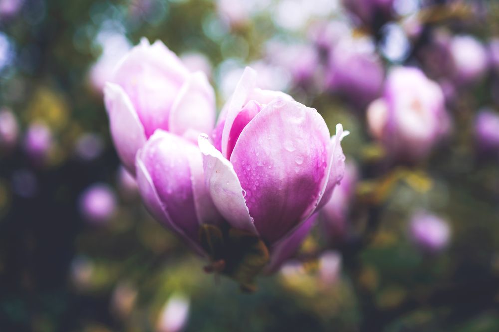 Photograph by Наталья Танака