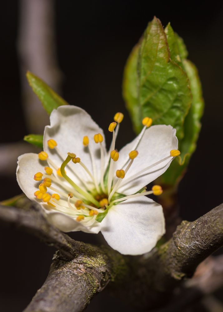 Photograph by Victor Stepanov