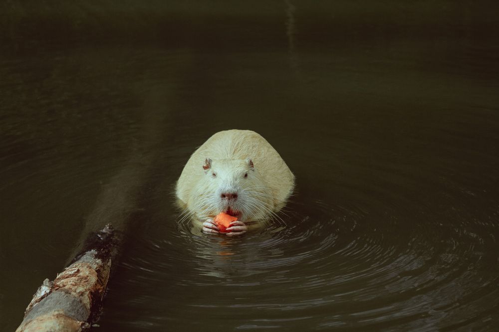 Photograph by Sodomelle Flavian