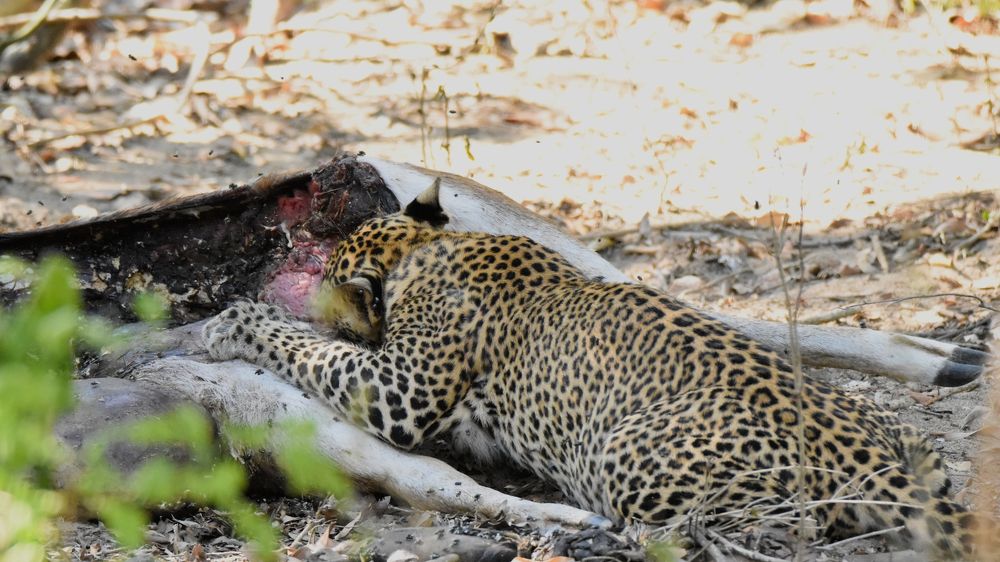 Фотография автора Lasith Fernando