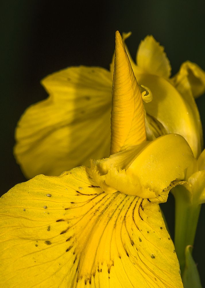 Photograph by Victor Stepanov