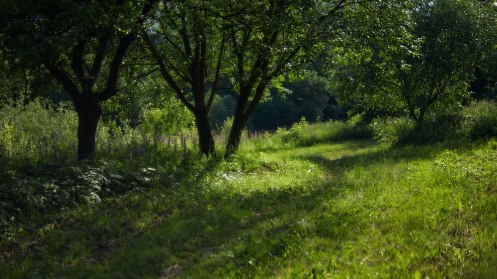 Ззянне чэрвеньскага сонца
