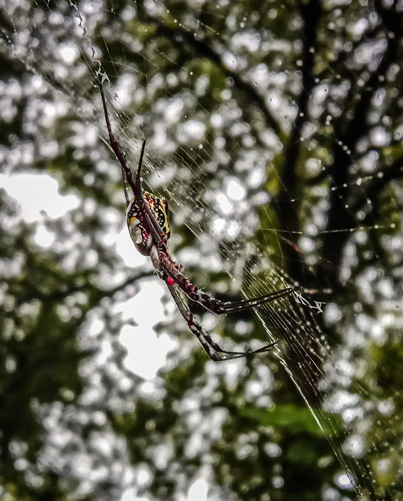 Photograph by Kishan Upadhyay