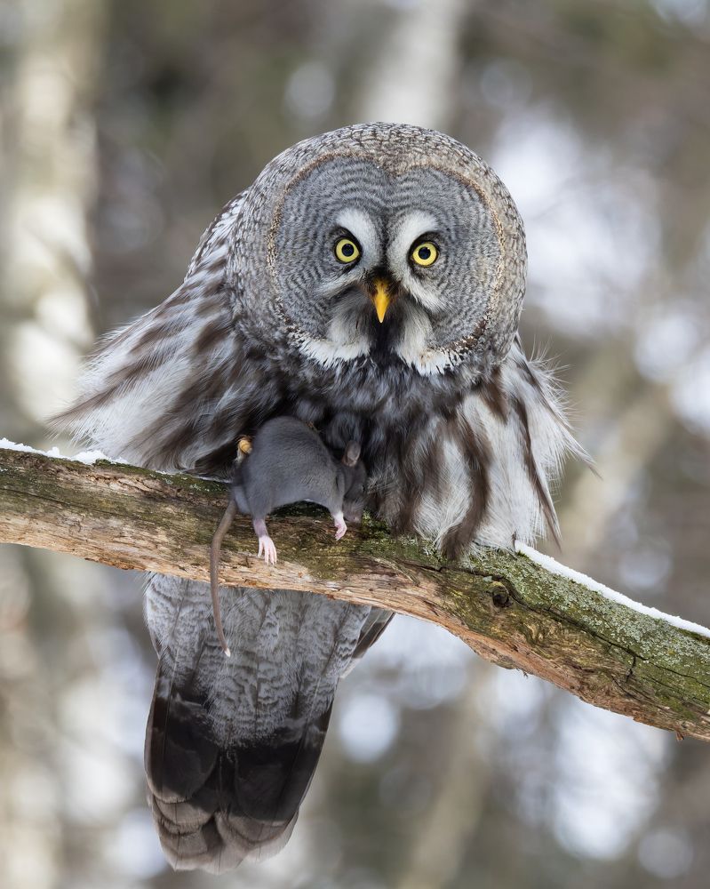 Бородатая неясыть с добычей.