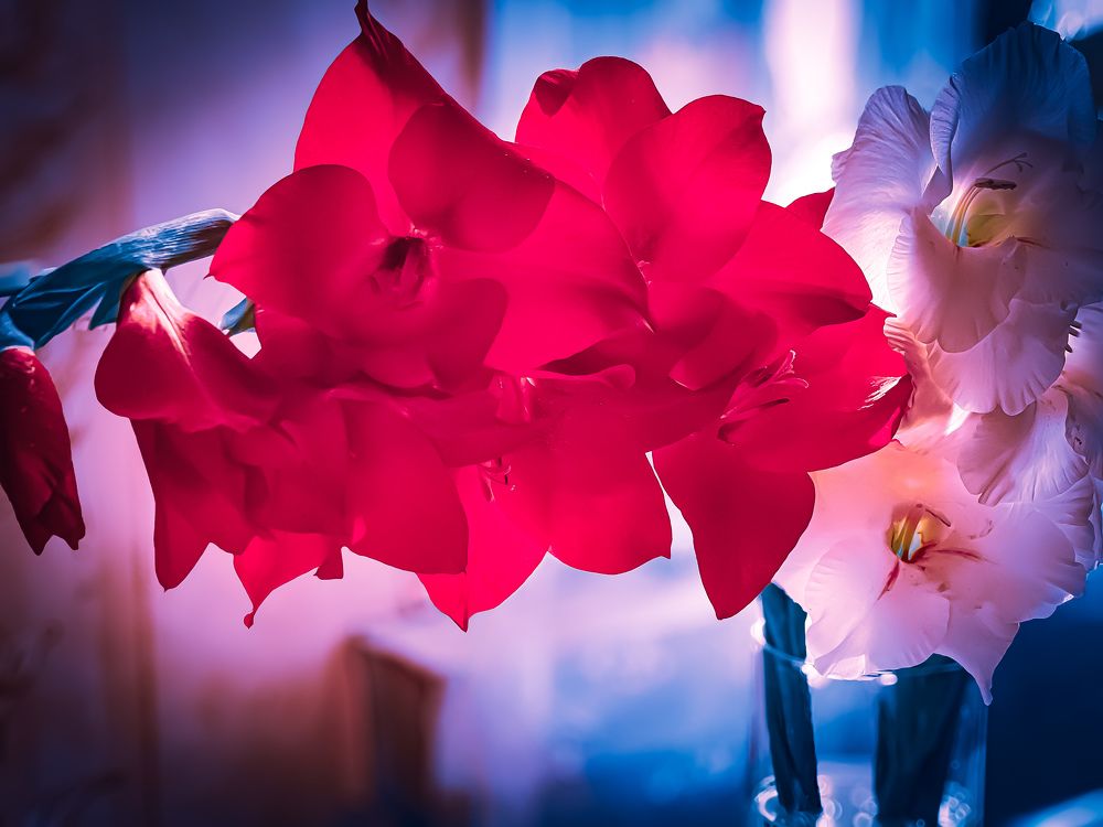 Гладиолусы