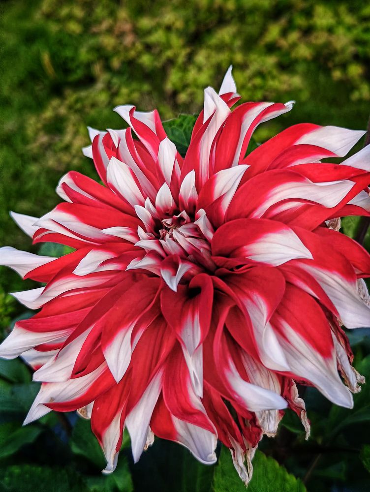 Фотография автора Оксана Радзиевская