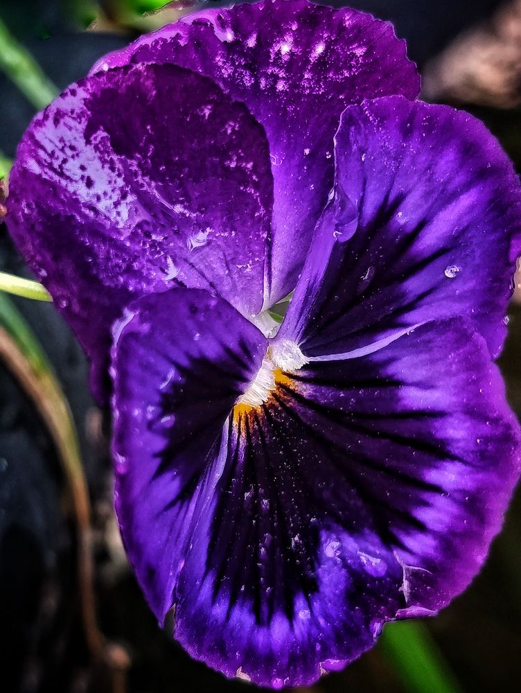 Фотография автора Оксана Радзиевская