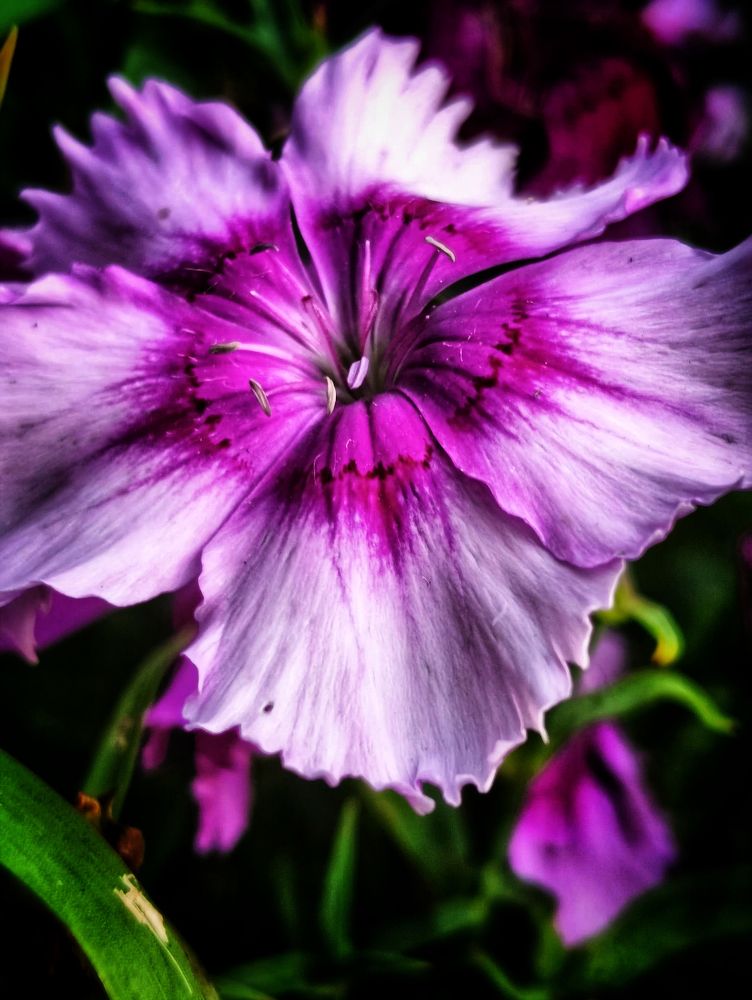 Фотография автора Оксана Радзиевская