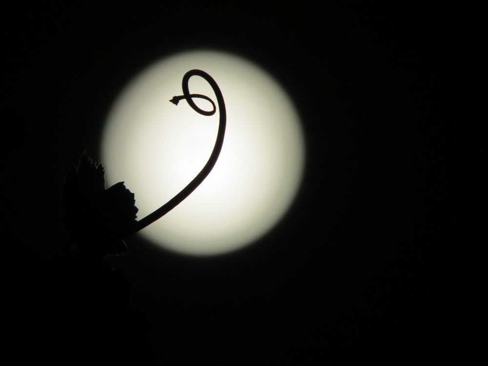 Photograph by Татьяна Стаскевич