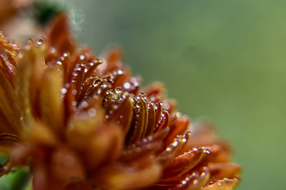 Photograph by Надежда Барышева