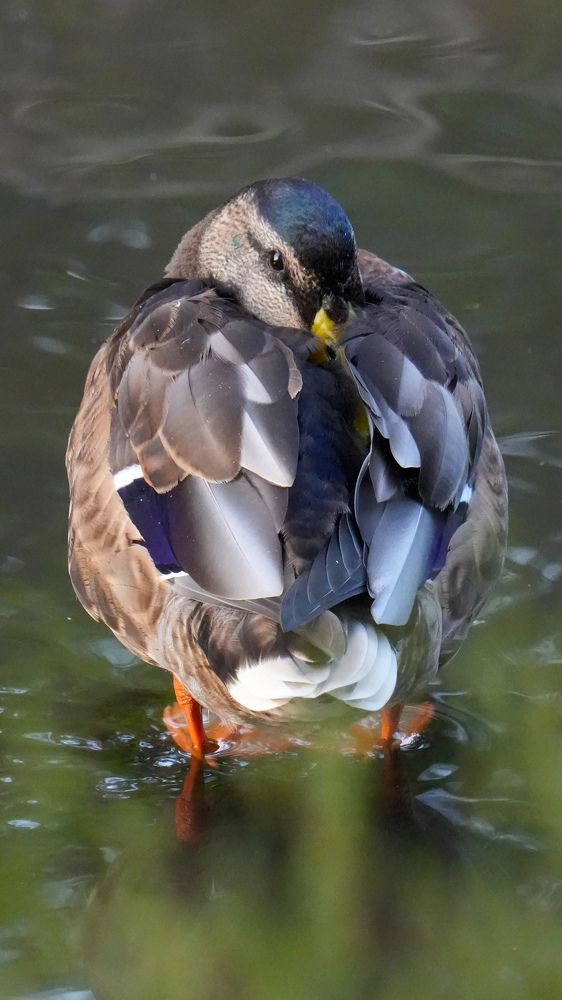 Photograph by Михаил Трусов