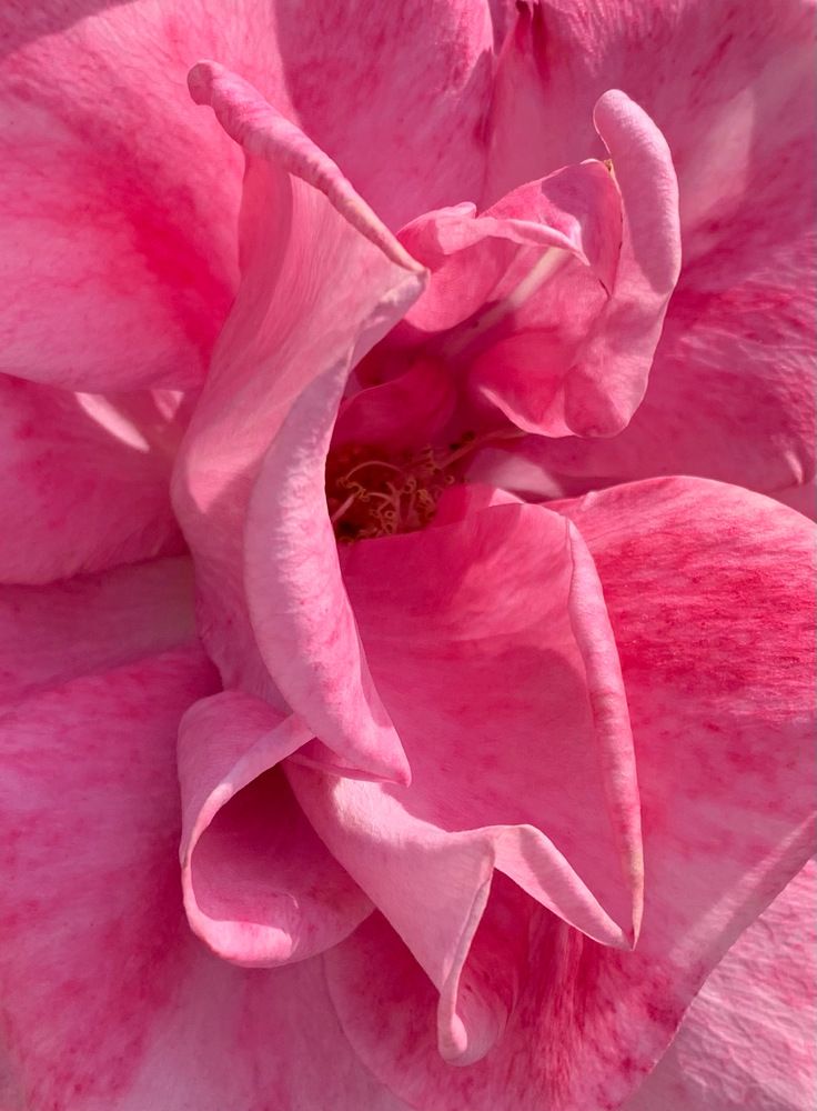 Февральская роза