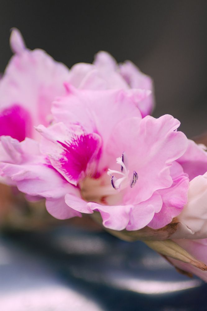 Фотография автора Софья Алексеева