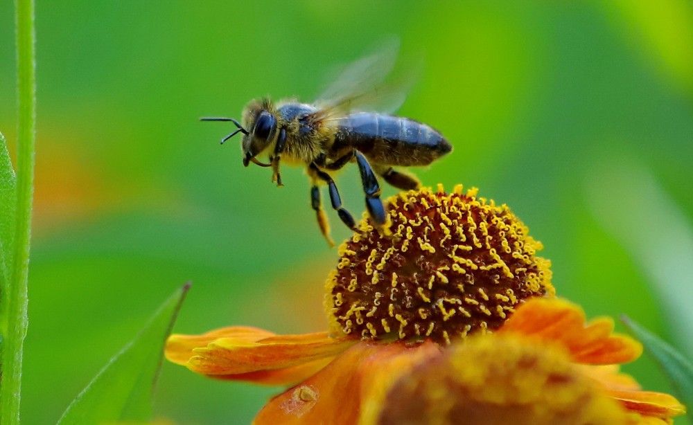 цветы и пчелка