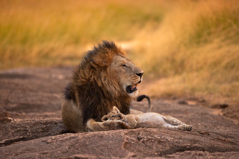 Dreaming in Dad\'s lap