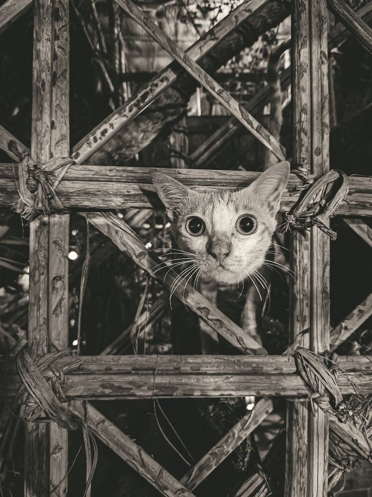 Photograph by amin roshan afshar