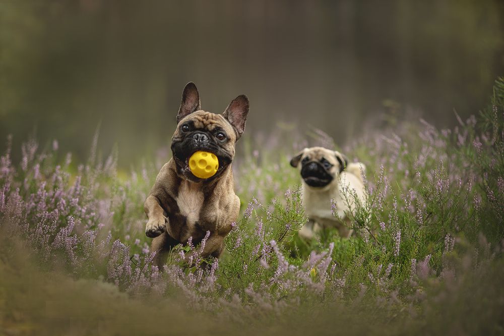 "Догоняя радость"