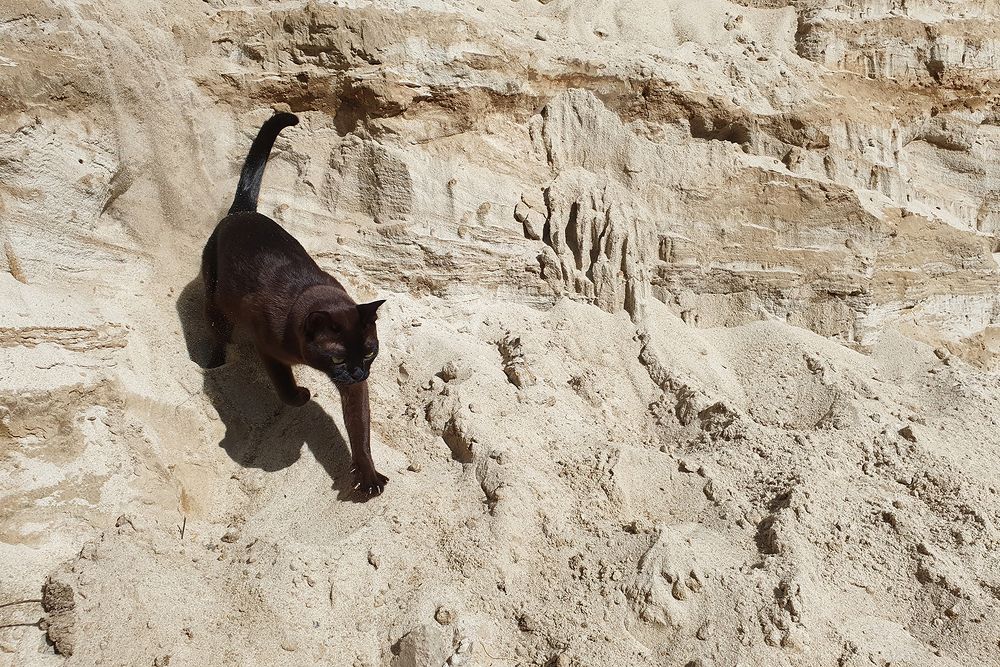 Фотография автора Надежда Лисицына