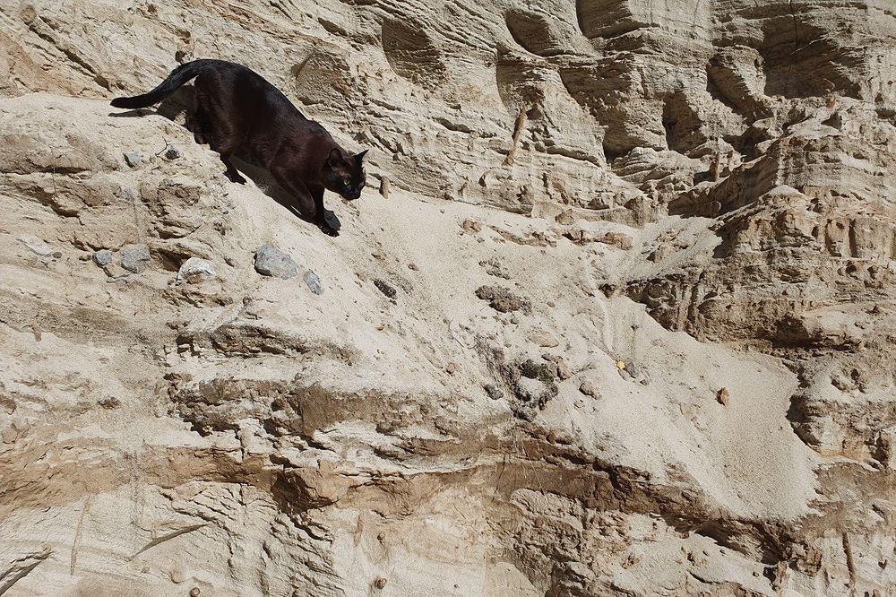 Фотография автора Надежда Лисицына