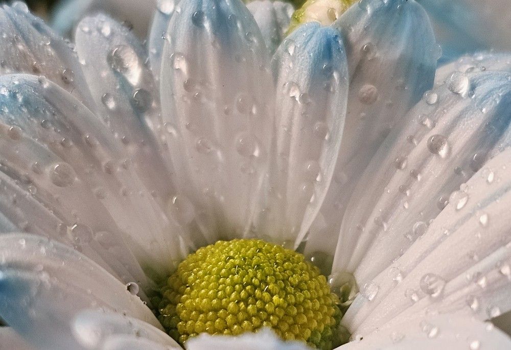 Photograph by Елена Ямнюк