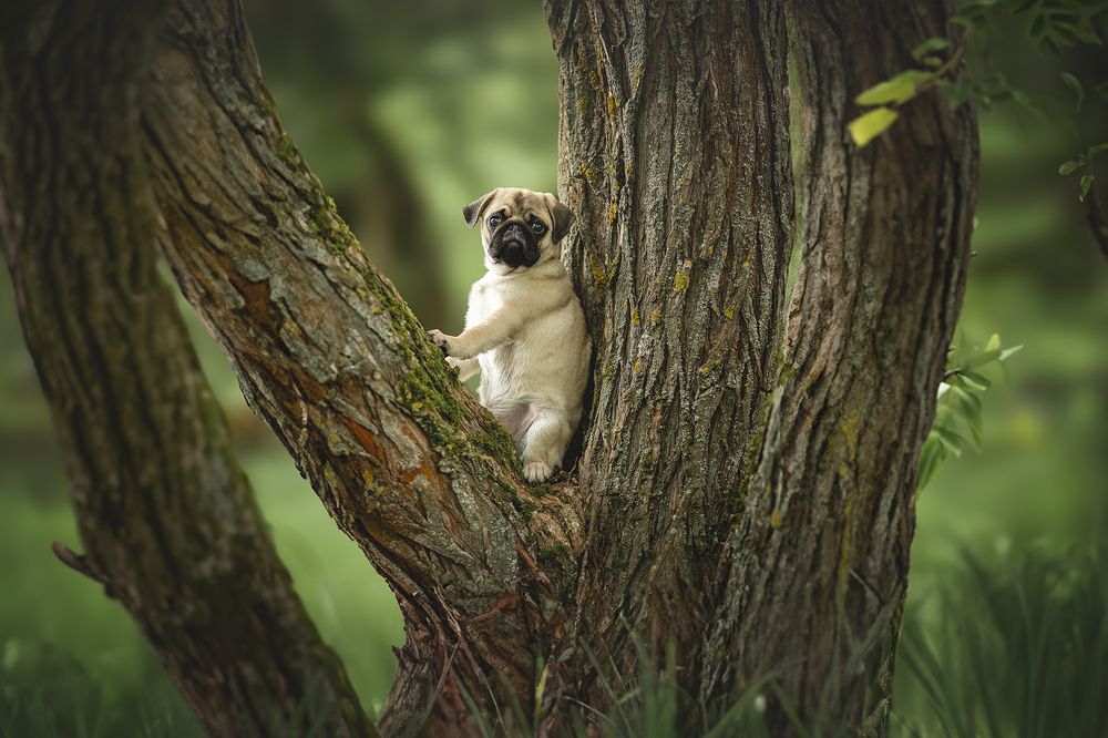 "Покоритель высот"