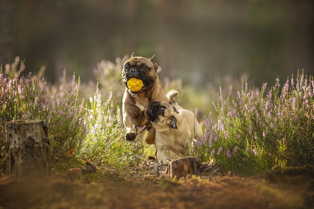 "Игра без границ"