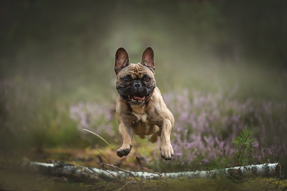 "Полёт радости"