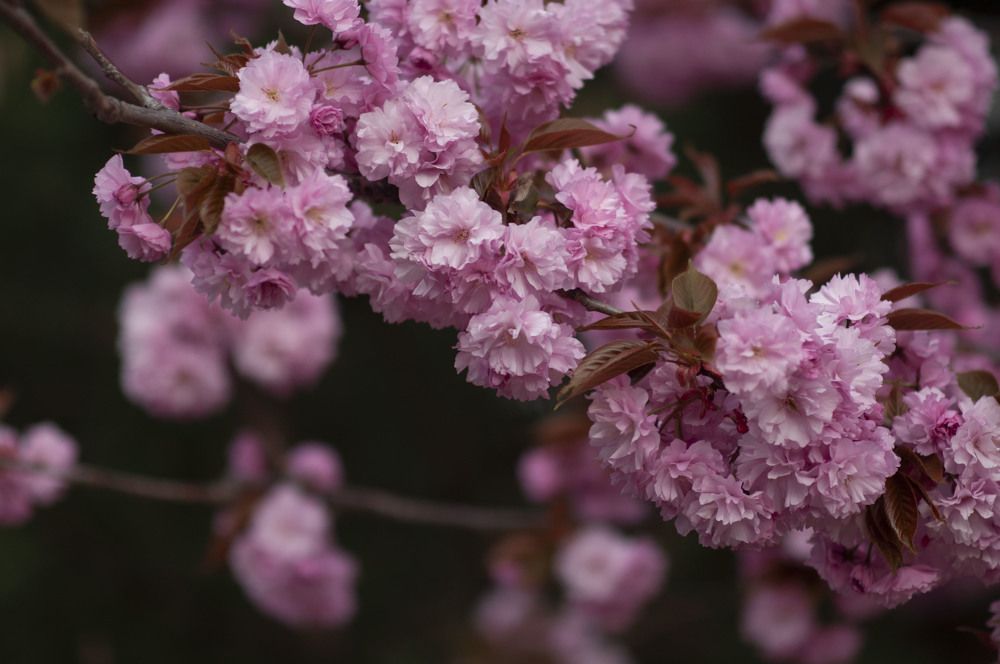 Photograph by Екатерина Игоревна