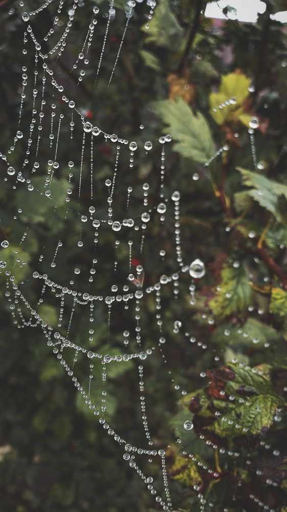 Photograph by Дарья Целуйко