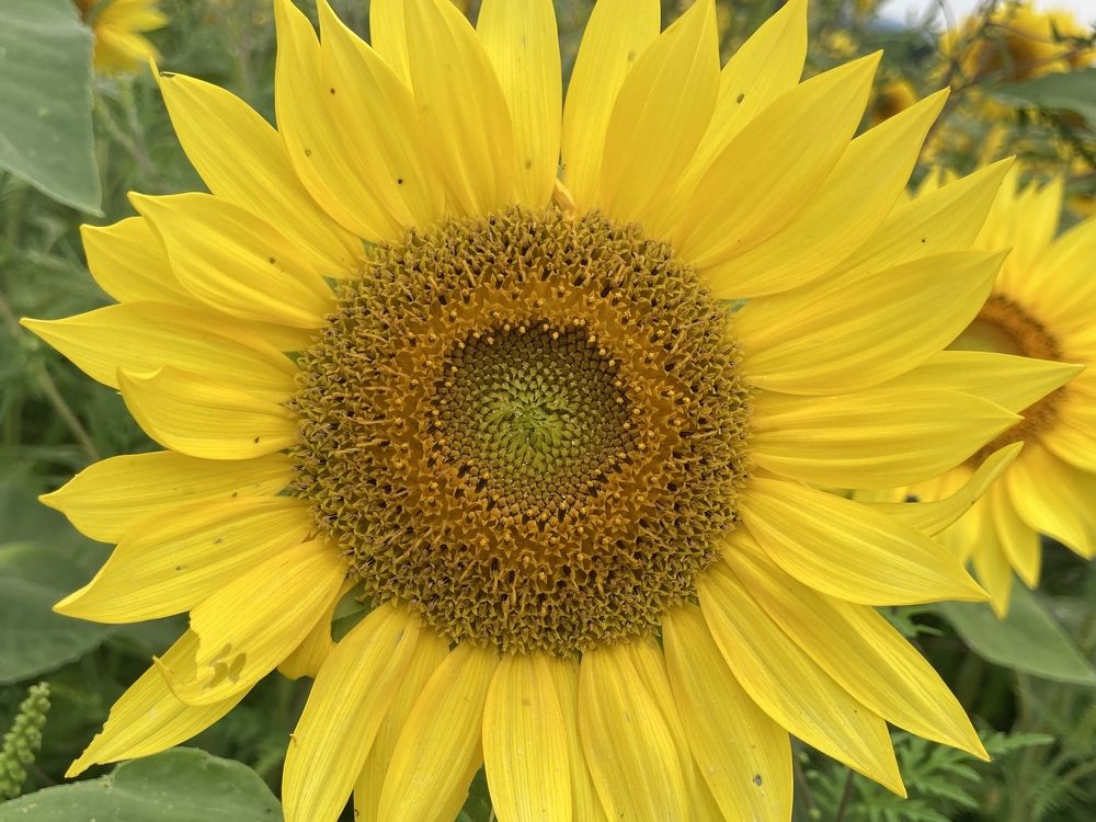Sunflower, sunflower, yellow and round
