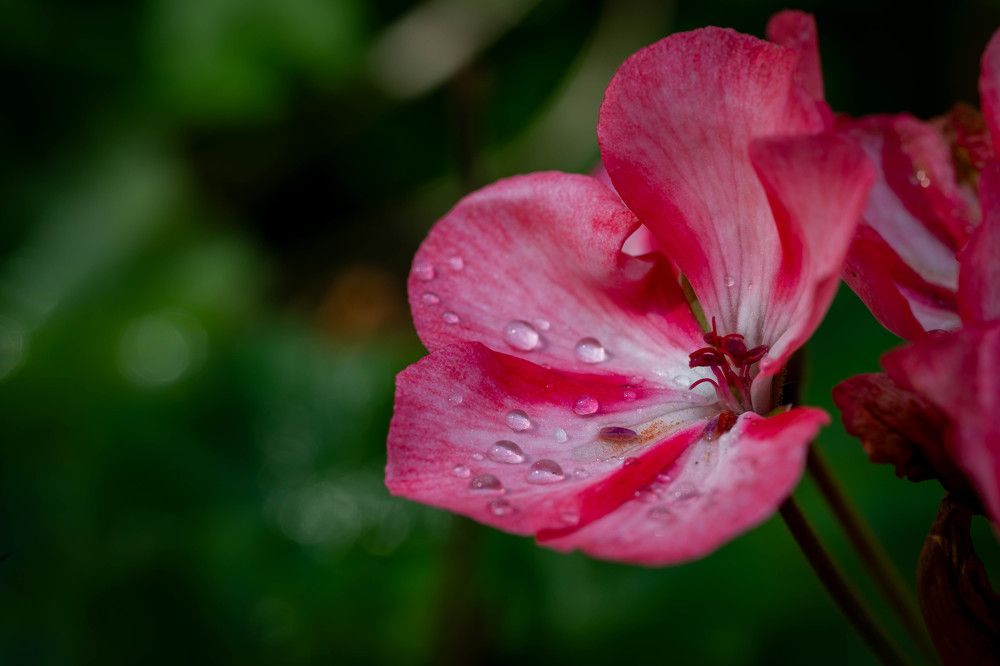 Фотография автора Дмитрий Referee