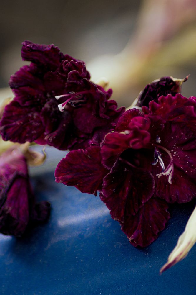 Фотография автора Софья Алексеева