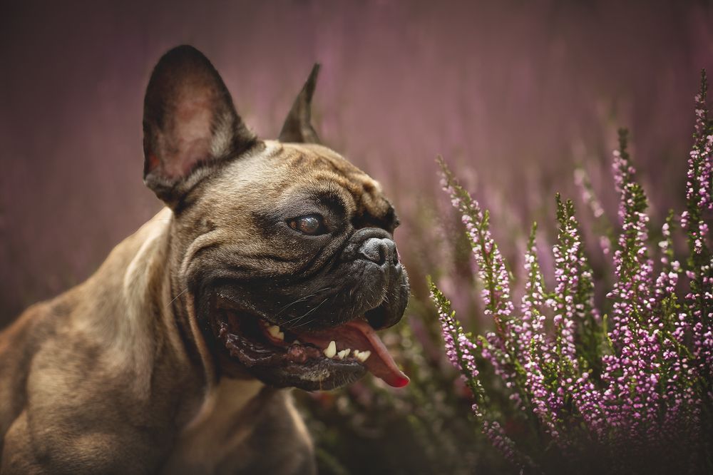 "Взгляд через вереск"