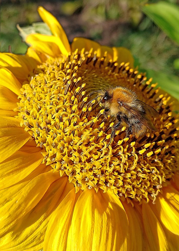 Где пчёлы, там будет мёд...