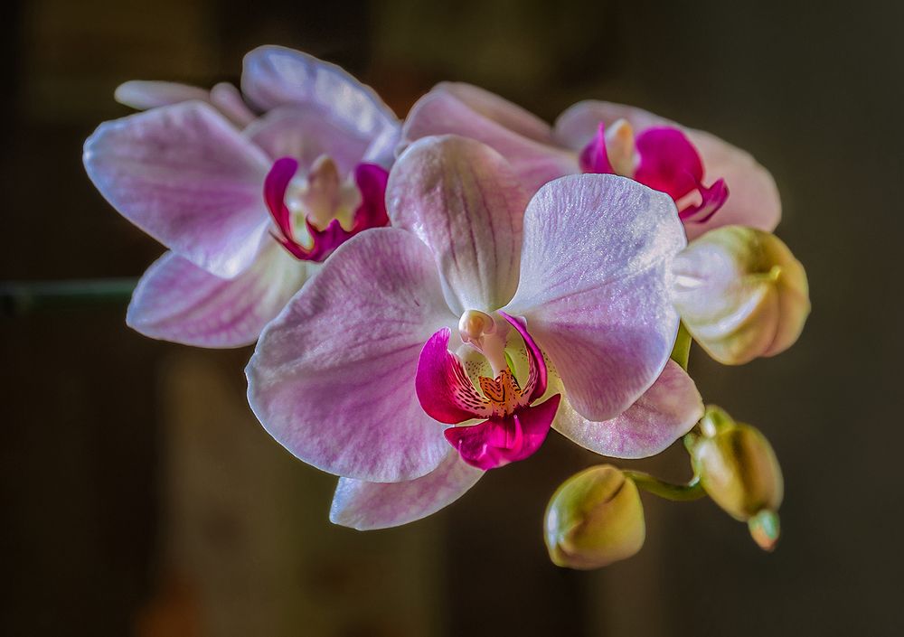 Photograph by Марина Ческис