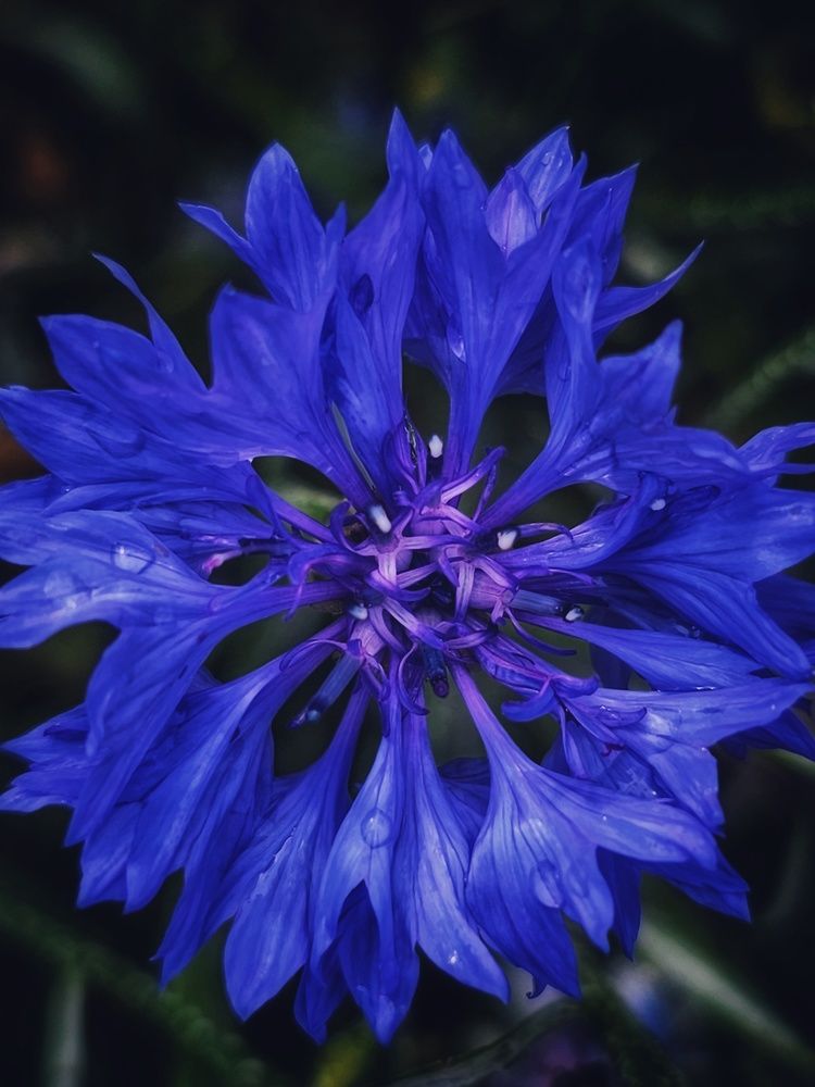 Photograph by Елена Ямнюк