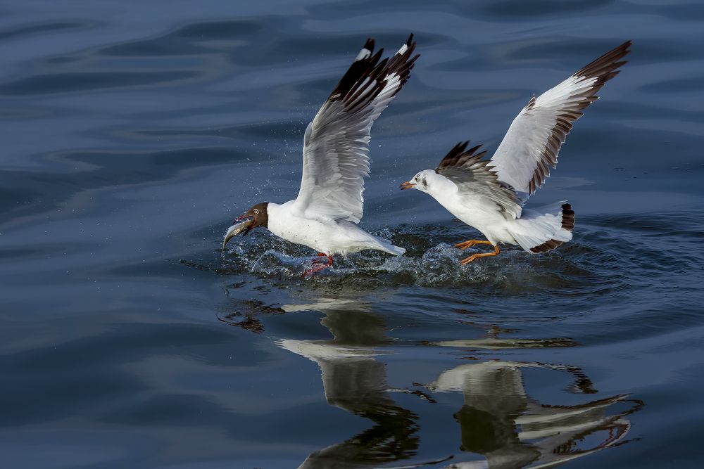Seagull hunting season at sea