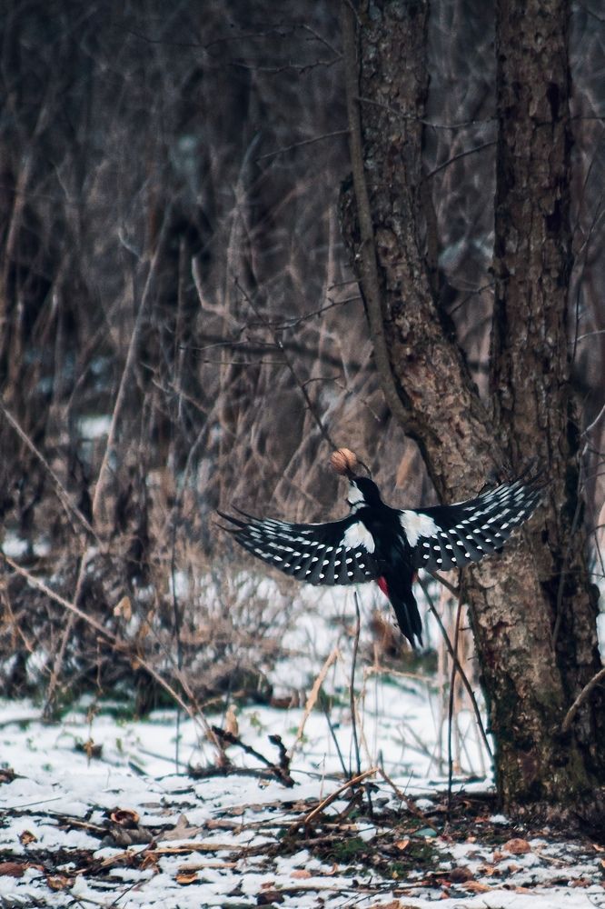 Фотография автора Олег Васильев
