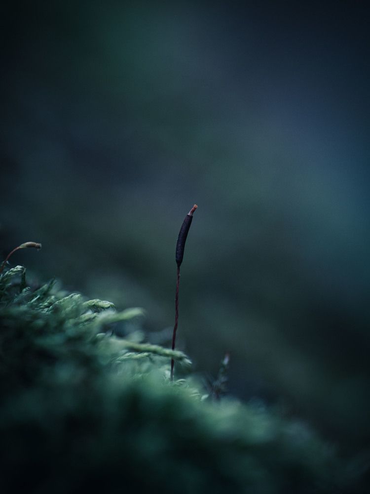 Photograph by Ирина Протченко