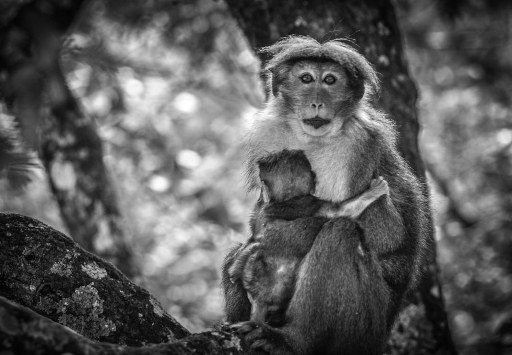 Photograph by M. Maleesha Sathsara Perera
