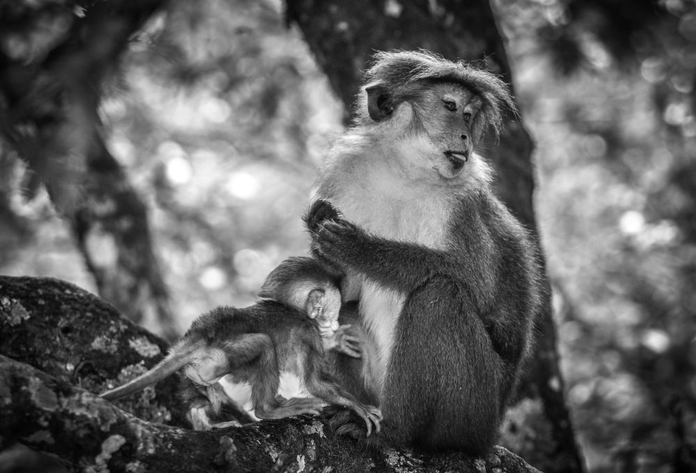 Photograph by M. Maleesha Sathsara Perera